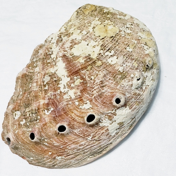 Colorful Abalone Shell-Lg - Picture 5 of 5